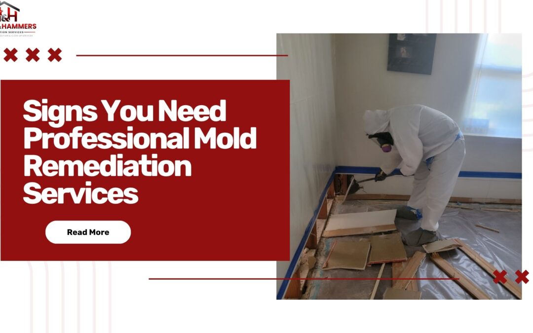 Signs You Need Professional Mold Remediation Services
